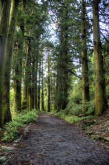 Cedars in walking road