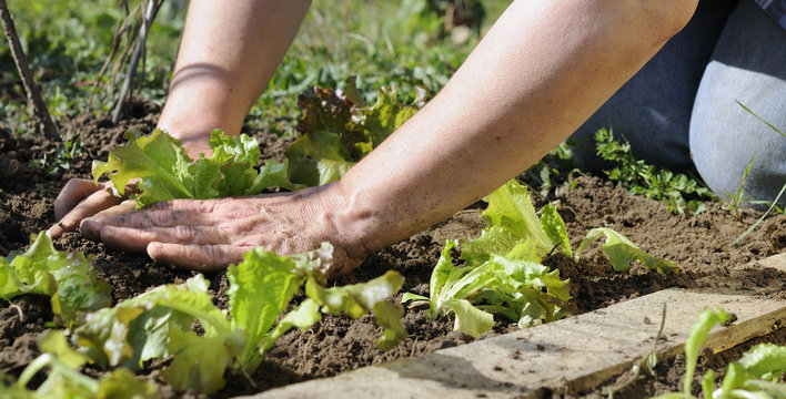 planter des salades