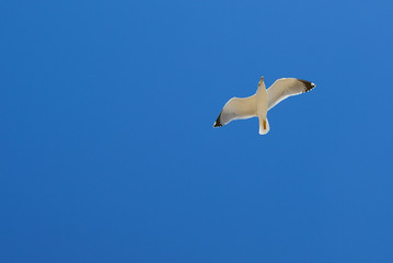 Gull in flight