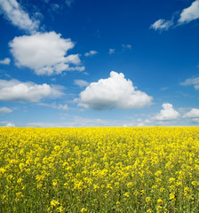Fototapeta premium flower of oil rape in field with blue sky and clouds