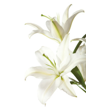 Fototapeta two white lily isolated on white background