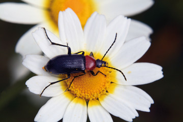 Insecto en margarita blanca