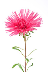 Naklejka premium Aster