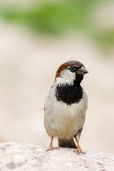 House Sparrow, Passer domesticus