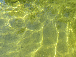 Algen - Grünes Wasser