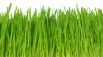 grass on white