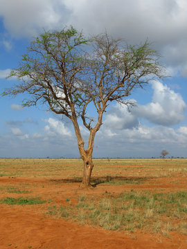 Acacia africana