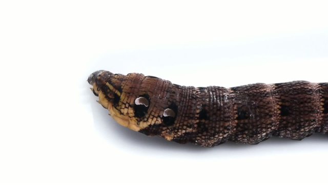 Elephant Hawk-moth - Caterpillar  crossing - Weinschwarmer
