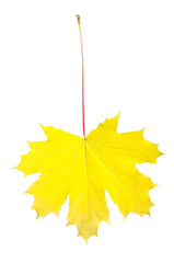autumn maple leaf