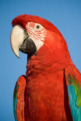 colorful parrot, blue sky.
