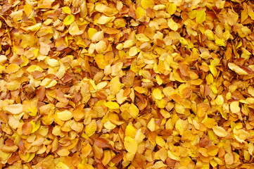 fallen autumn leaves