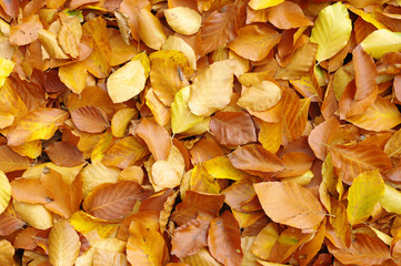 fallen autumn leaves