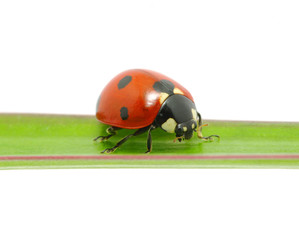 ladybug