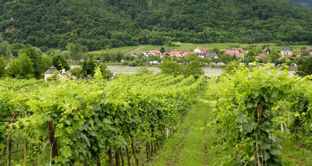 Fototapeta na wymiar Winnice Wachau