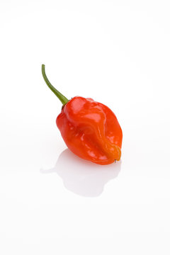 Datil Pepper