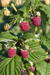 Raspberrys on bush