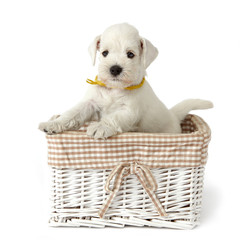 white puppy in a basket