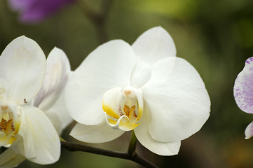 Fototapeta na wymiar Gros plans d'orchidées phalaenopsis