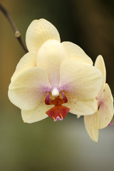 Fototapeta na wymiar Gros plans d'orchidées phalaenopsis