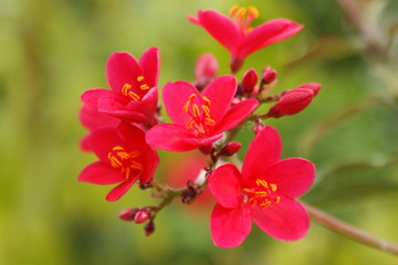 Obraz na płótnie Canvas Zoom sur des petites fleurs tropicales rouge
