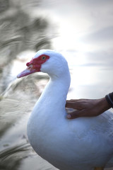 Animal, amitié et complicité