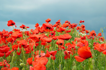 Obraz premium Poppies on the field