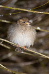 House Sparrow, Passer domesticus