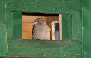 House Sparrow, Passer domesticus