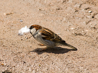 Passer domesticus, House Sparrow