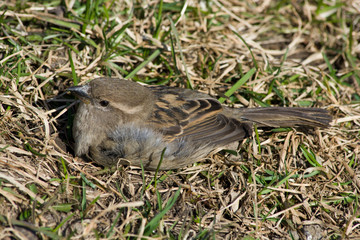 Passer domesticus, House Sparrow