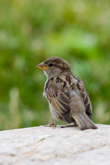 House Sparrow, Passer domesticus