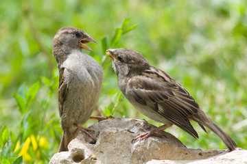 House Sparrow, Passer domesticus