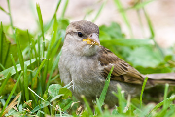 Passer domesticus, House Sparrow
