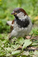 House Sparrow, Passer domesticus