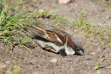 House Sparrow, Passer domesticus