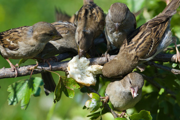 Passer domesticus, House Sparrow