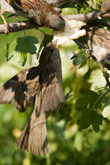 Passer domesticus, House Sparrow