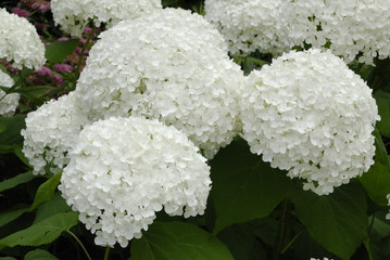 Weisse Hortensie