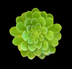 Aeonium Sukkulente