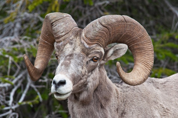 Big Horn Sheep