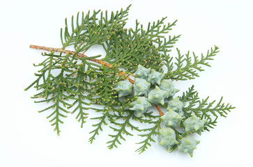 Branch of a thuja