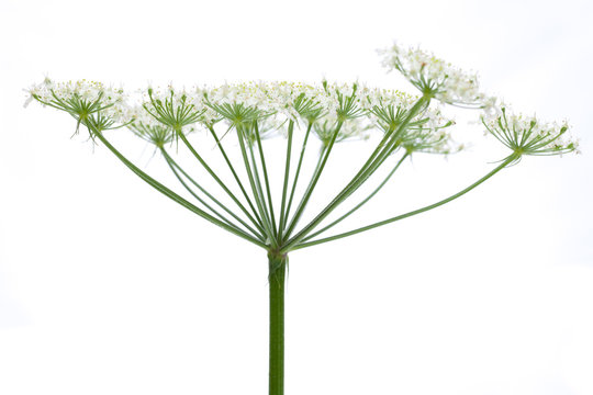 Wiesenbärenklau (Heracleum sphondylium) - Blüte seitlich
