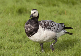 Barnacle goose