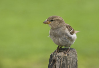 House sparrow