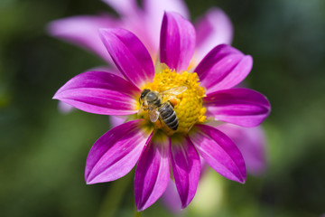 Bee on flower