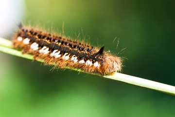 Caterpillar