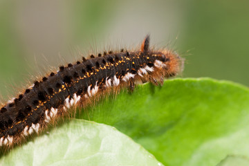Caterpillar