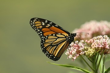 Obraz premium Monarch feeding on milkweed plant