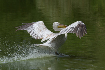 p&eacute;lican fris&eacute;, pelecanus crispus