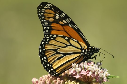 Monarch profile.